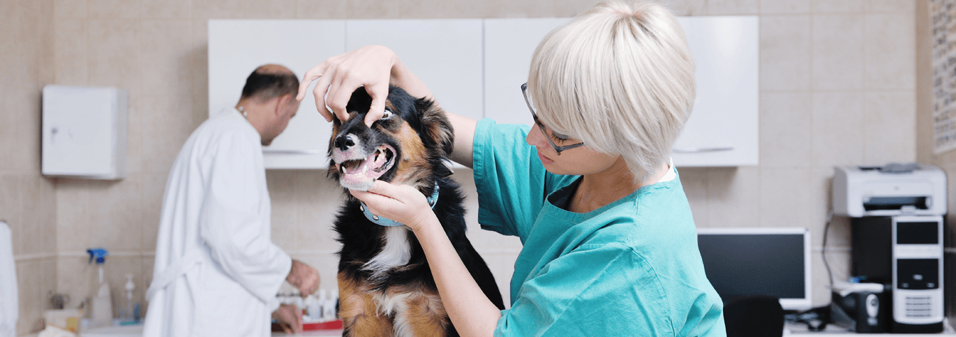 Veterinary jobs UK- Veterinary Surgeon and Veterinary Nurses, RCVS registration,
